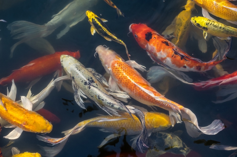 AS245 Wall décor art photographic on canvas nautical colourful koi fish